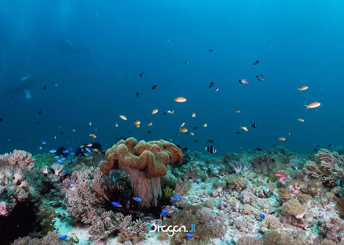 Hotel Zhang And Dragon J1 Dive Center